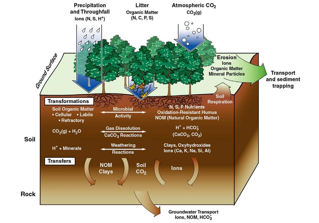 Biomass Carbon Sequestration Soil