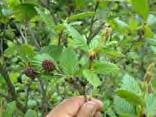 Wolf willow Green alder Caragana Forage/browse for