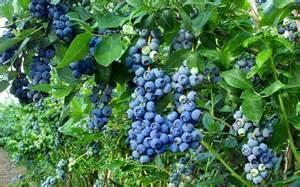 Blueberries-Do Best in Acid Soil Why?