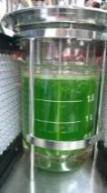 Alkaliphilic algae may capture a higher percentage of fed CO 2 than acidophilic