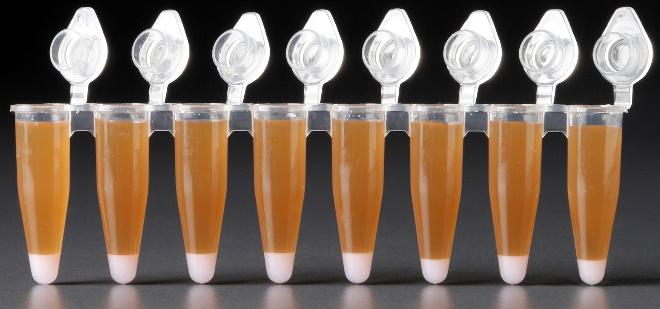 PRACTICAL TIPS & TROUBLESHOOTING Normal Operations Reagent Clogs or Wetting Failures A B C D E F G H A B C D E F G H After addition of DynaBeads Cleanup Mix: All liquid volumes are