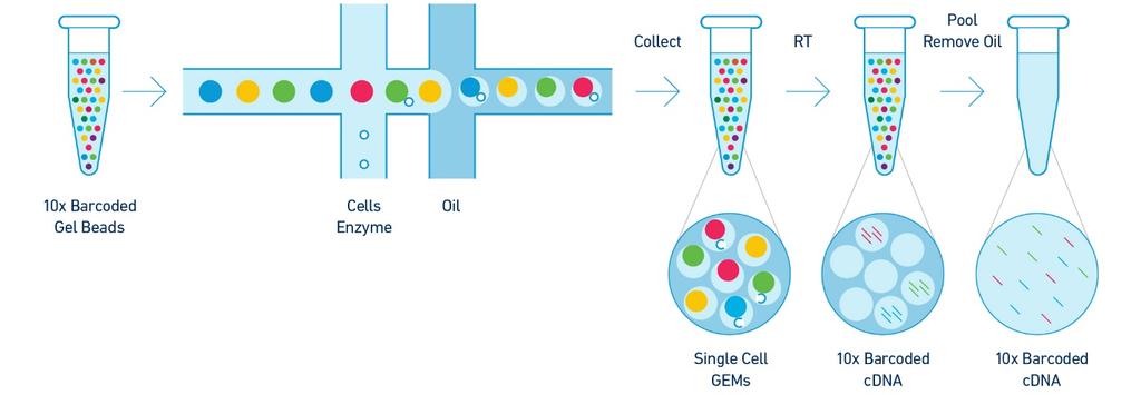 INTRODUCTION The Single Cell V(D)J Solutions The Single Cell V(D)J Solutions Protocol Options The Single Cell V(D)J Solutions offer comprehensive, scalable solutions for profiling full-length (5 UTR