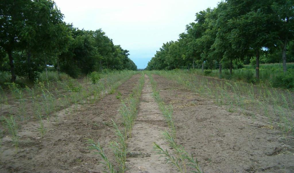 Guelph Agroforestry Research Station