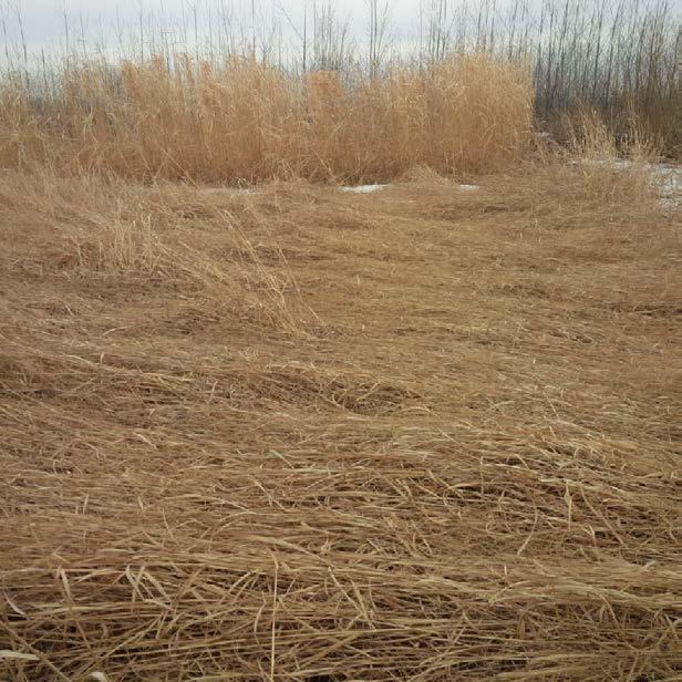 quality can decrease) Miscanthus, 10th