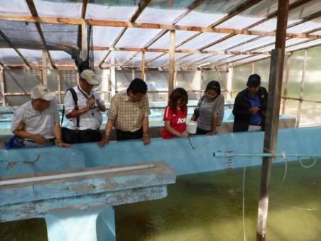Myanmar Training, Technology and Investment Myanmar sea bass hatchery and farm owners learning from the Thai industry Myanmar is not necessarily