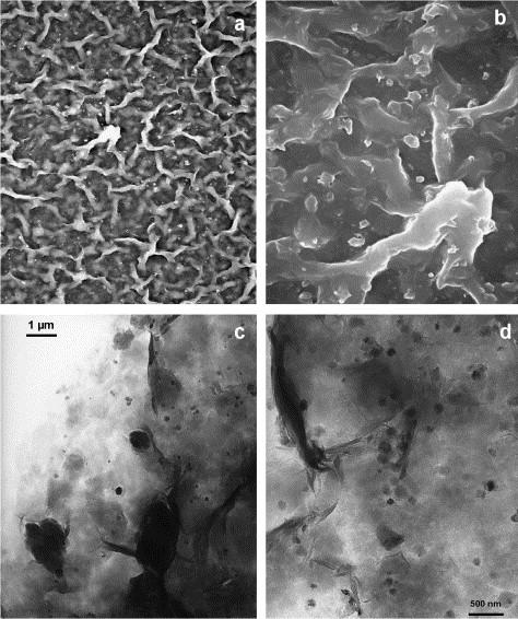 Fig. 4. Spherical fine-particles of iron oxide dispersed and/or coagulated in the clay-matrix. SEM observations (a) and (b), TEM observations (c) and (d).