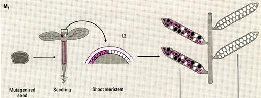 Mutagenesis in Arabidopsis Mutagenized cells