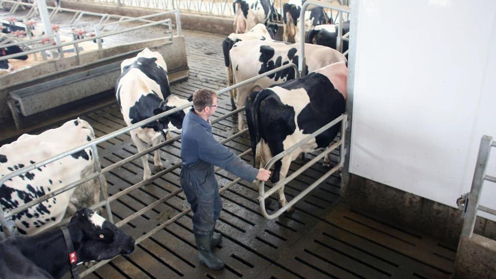 Progressive Teaching of voluntary milking 1.Push cow in 2.