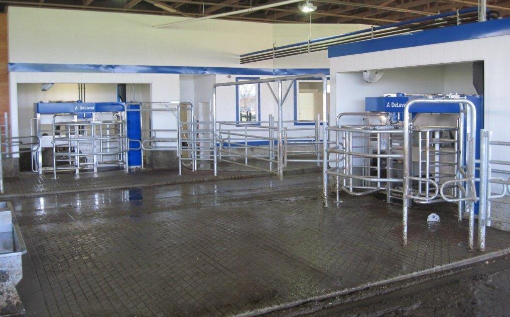 This L layout is great for sharing a footbath, and visibility and cross use are excellent Handling individual cows in a robot barn Sort at the robot exit over a 12 hour period to collect cows for
