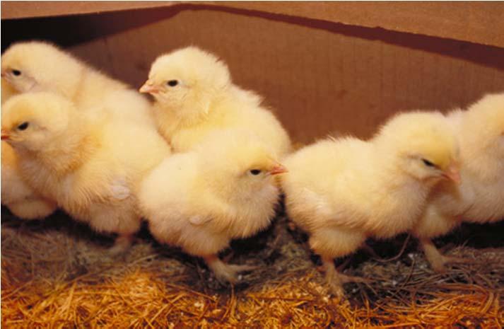Live Birds: Safe Handling Live baby poultry (chicks, ducklings, gosling and turkey poults) may carry Salmonella Bacteria may be in their droppings, feathers, feet, or beaks