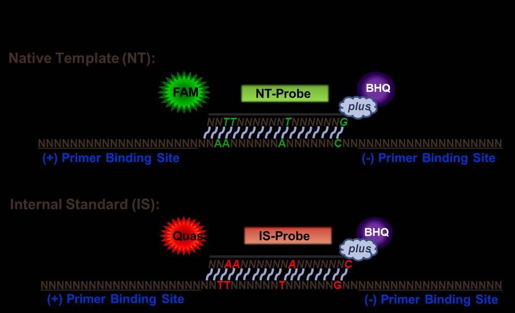 TWO COLOR FLUOROMETRIC ASSAY Development -SEQUENCE-SPECIFIC FAM PROBE for NT -SEQUENCE-SPECIFIC QUASAR PROBE FOR INTERNAL
