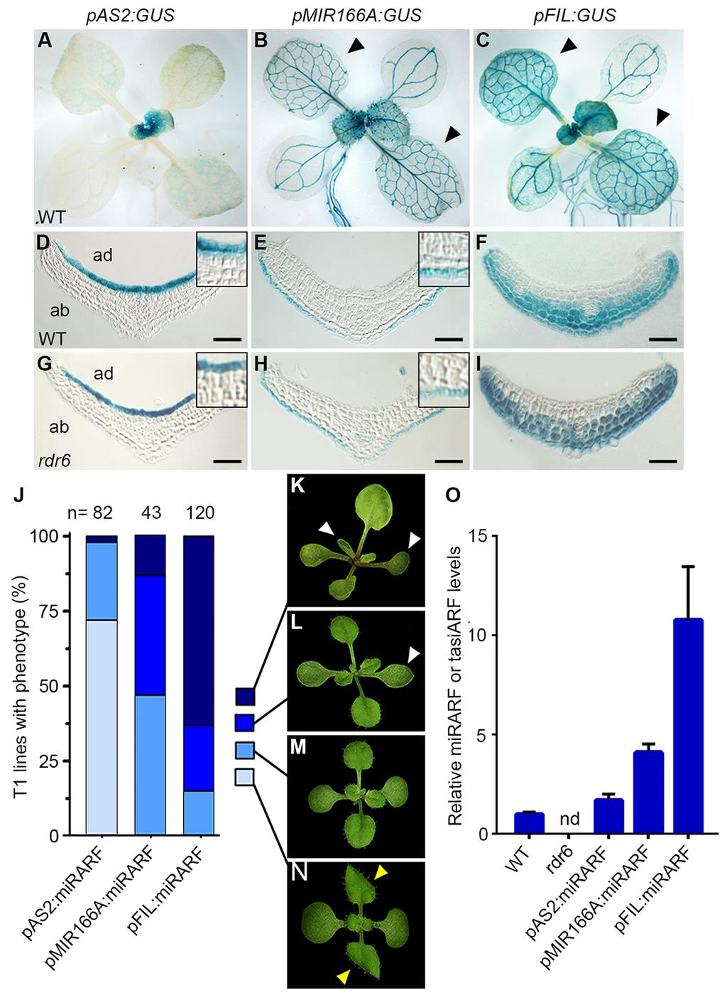 Supplemental Figure 1. Altering the source and level of mirarf perturbs leaf flatness; Related to Figure 1. (A-I) Tissue specificity of promoters driving artificial mirna expression.