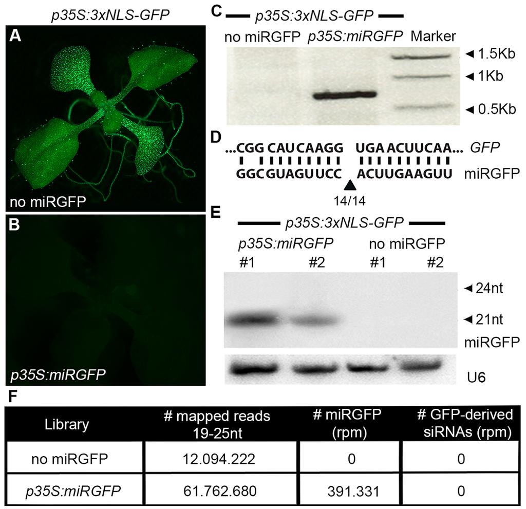 Supplemental Figure 4. mirgfp efficiently silences GFP expression; Related to Figure 3.
