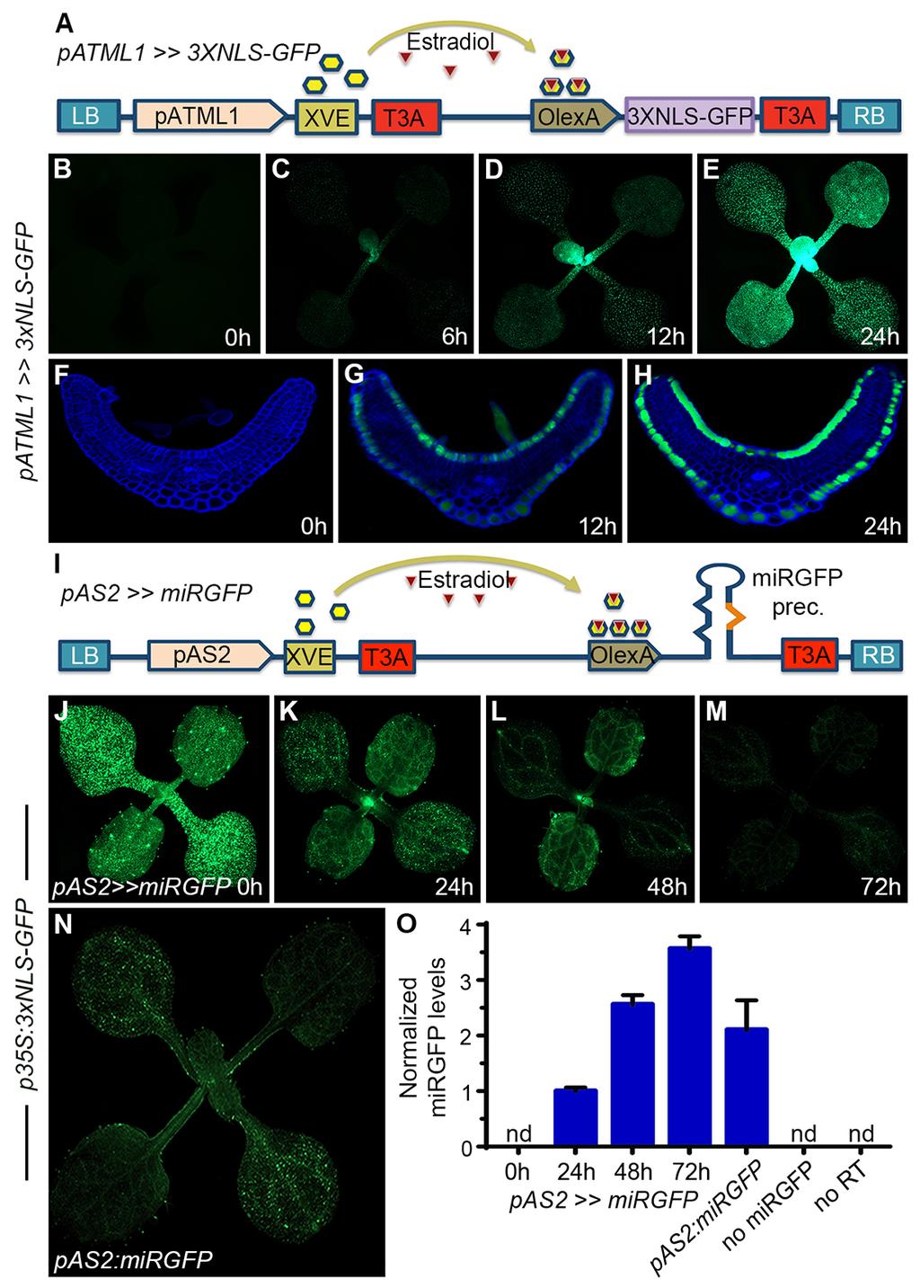Supplemental Figure 6. Characterization of the estradiol-inducible mirgfp system; Related to Figure 4. (A) Schematic of the epidermal-specific, estradiol-inducible patml1>>3xnls-gfp construct.