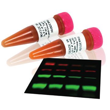 HRP-conjugated secondary antibody recognizes recognises the the primary antibody primary antibody Proteins on membrane Proteins on membrane after after transfer transfer from from gel gel Primary