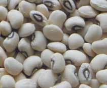The quality of the seed has a direct influence on your income. Confirm seed quality carefully. Poor quality seed will not germinate well, and the yield will be low.