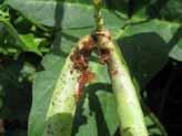 Tamò, IITA-Benin) The pesticide mixes insecticide (Decis 32 ml) and