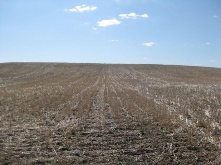 Previous Research Cutforth and McConkey (1997, Can J Plant Sci 77, 359) and Cutforth et al (2006, Can J Plant Sci 86, 99) showed that tall cereal stubble (in comparison to short stubble) altered