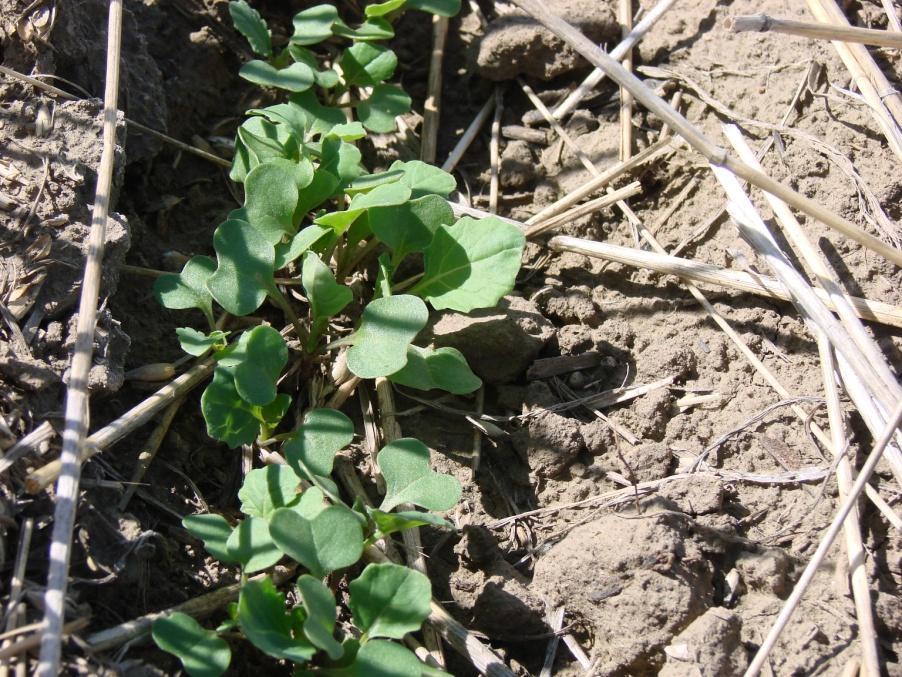Methodology -Emergence Counts Emergence counts were taken around the 2 to 4 leaf stage of canola development.