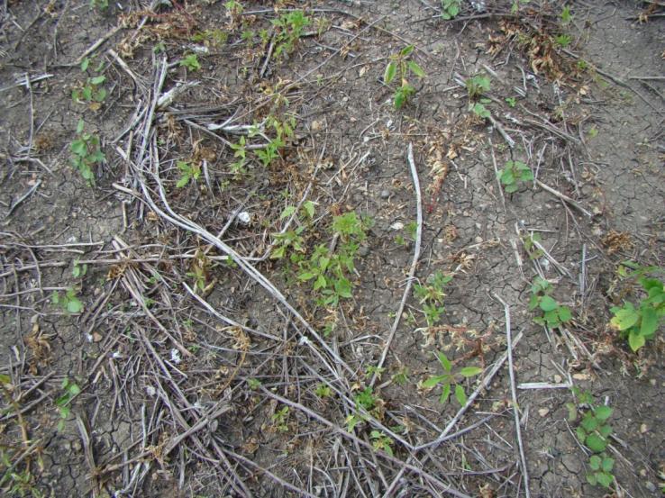 When it is not herbicide resistance?