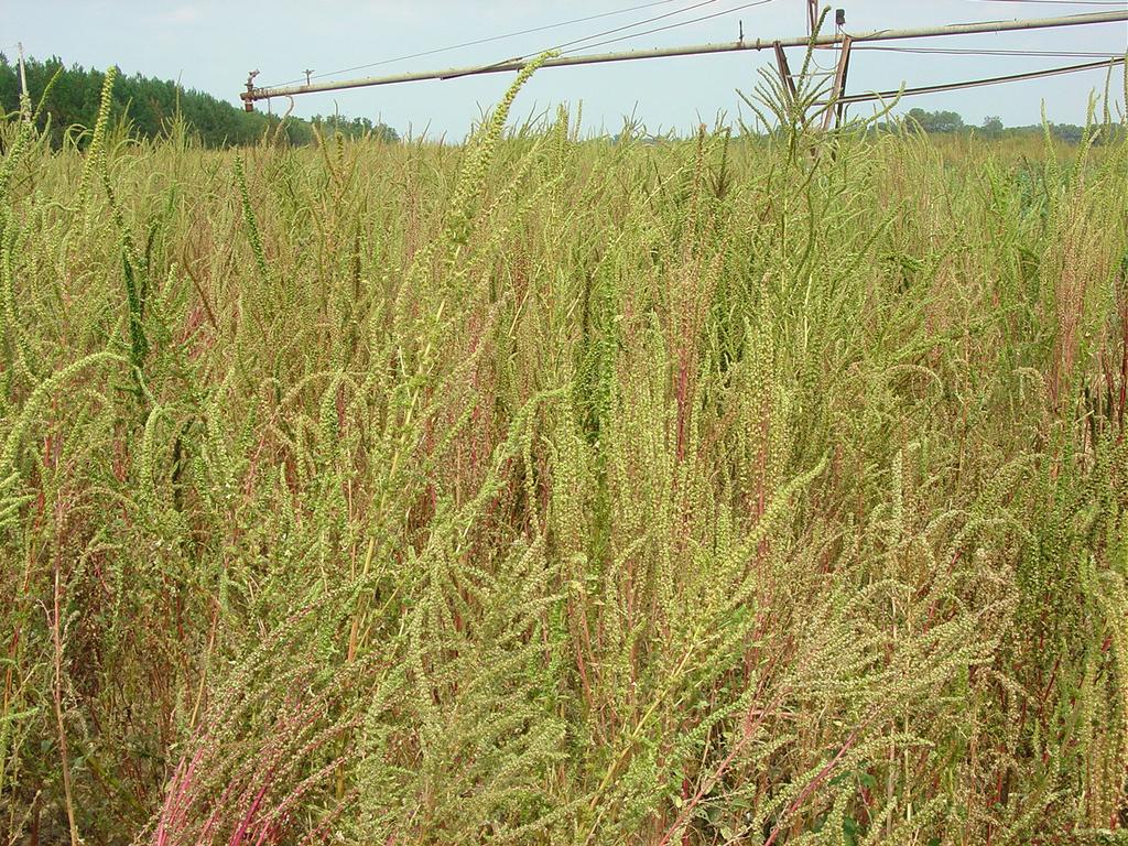What is weed resistance?