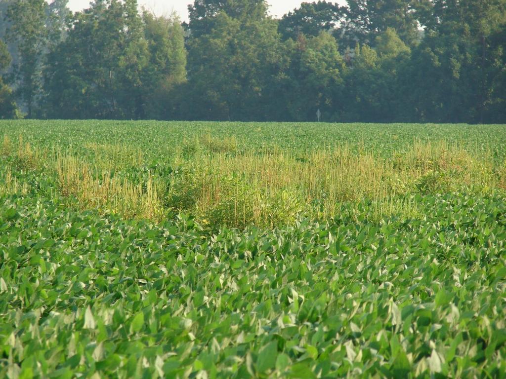 What is weed resistance?
