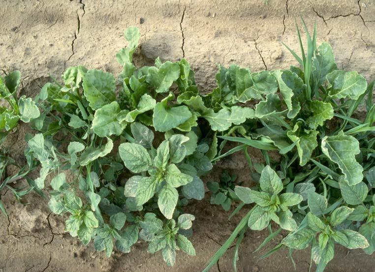 Scouting For Resistant Weeds More than one