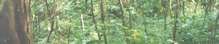 genus Armillaria