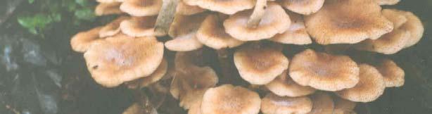 are woodland fungi