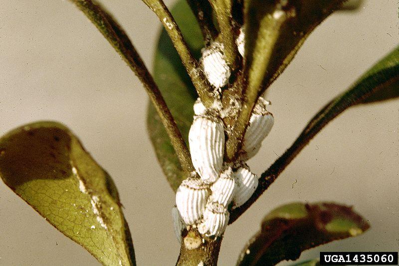 cushion scale Parasitoids Aphthona lacertosa, an introduced root-feeding flea beetle.