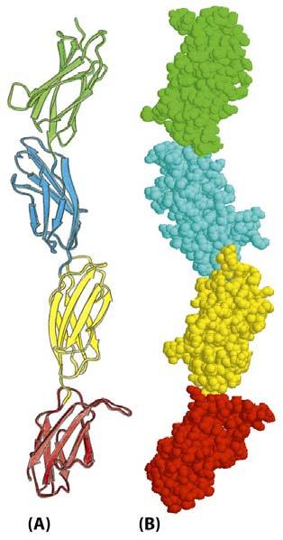 Most proteins are composed of a series of domains Domains are polypeptide modules (composed of motifs and other secondary structure elements) that fold independently into their