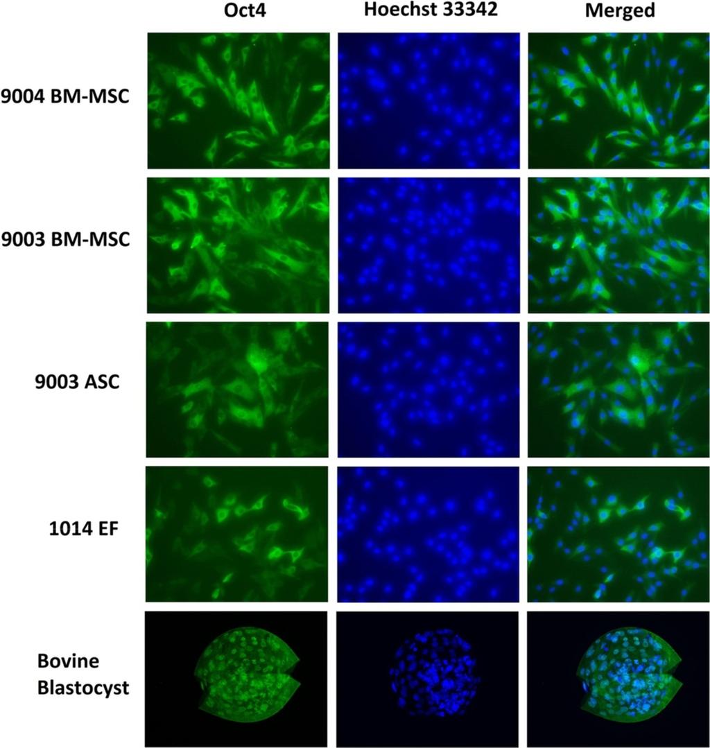 Mohamad-Fauzi et al. Journal of Animal Science and Biotechnology 2015, 6:1 Page 15 of 22 (See figure on previous page.) Figure 8 Cell surface marker expression in MSCs and fibroblasts.