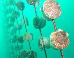 Objective To examine the potential impact of climate change on the development of scallop
