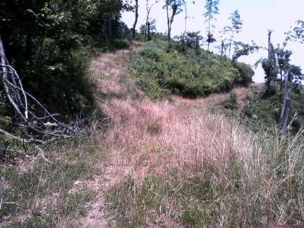 Skid trails with effective rehab groundcover Type of BMPs Applied (piedmont of VA) Sediment Reduction: Bladed Skid Trails Sediment Reduction: Overland Skid Trails Waterbar / Control -- -- Waterbar +