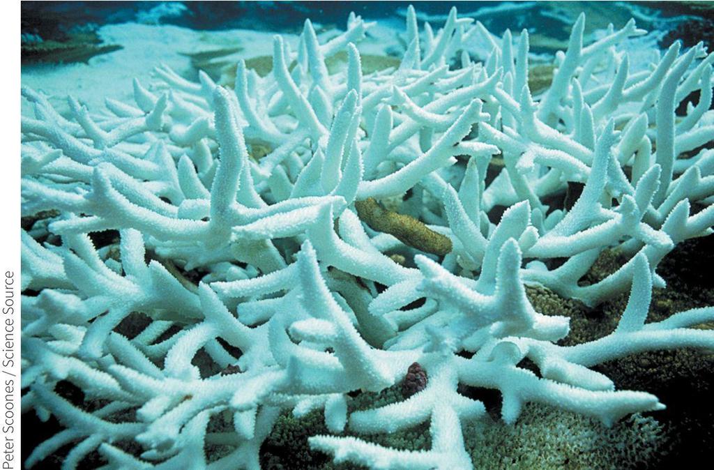 increase in water temperature Affects coral