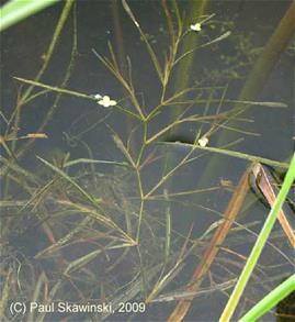 The three most frequently encountered aquatic species are native to Wisconsin: flat-stem pondweed, coontail and muskgrass.