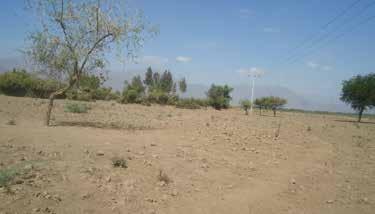 confirmed by Government meher crop assessment reports (2015) that indicated that losses in the summer meher season were as high as 85 per cent in the most severel drought-affected woredas of south