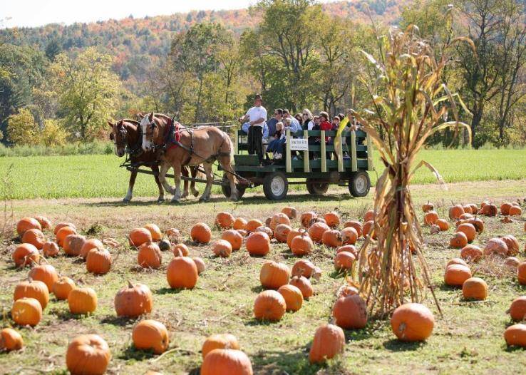 ON-FARM SPECIAL EVENTS Open-farm days Harvest festivals Dinners in the field PYO