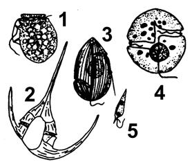 Fig. 3. The structure of a generalized raphe-bearing pennate diatom (after Sykes, 1981). Fig. 1: Some common diatoms that might occur in your field samples. (1) Chaetoceros sp.; (2) Thalassiothrix sp.