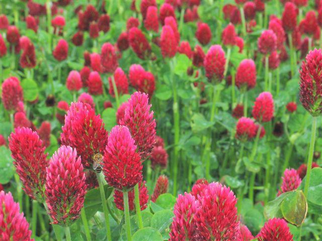 TerraLife-Landsberger Gemenge Proven mixture for growing of winter catch crops for forage use and green manuring Composition: crimson clover (Trifolium incarnatum), Italian ryegrass