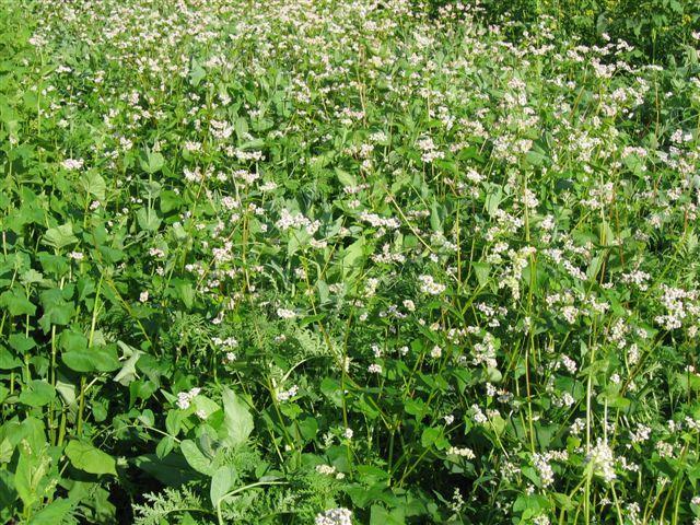 TerraLife-N-Fixx Fast ground cover and N-fixing Composition: Field pea (Pisum sativum), Egytian clover (Trifolium