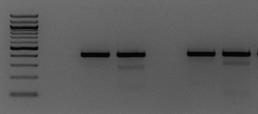 gata1:cas9 p53 locus pcmlc2:gfp U6:gRNA urod urod locus D urod target locus