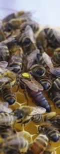 2 Protecting a superorganism: the honey bee colony The regulatory protection goal for honey bees is focused on the colony level and not on the individual bee.