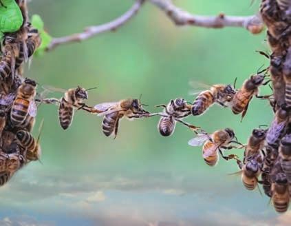 Honey bee evolution has produced a society in which most individuals have given up the role of reproduction and, instead, devote themselves to the care and well-being of their collective family.