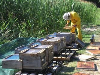 THE SCIENCE OF BEE TESTING AND PESTICIDE RISK ASSESSMENT 5 Different tiers of honey bee testing TIER 1 TESTING LABORATORY STUDIES TIER 2 TESTING SEMI-FIELD AND COLONY EXPOSURE TRIALS TIER 3 TESTING