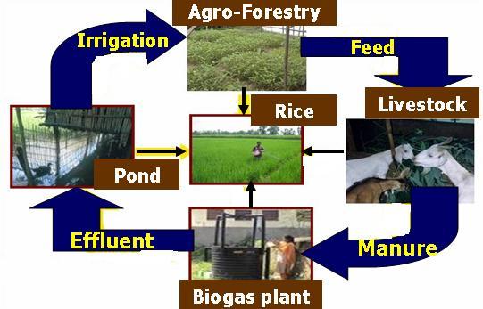 80 Popularise the concept of Integrated Farming System (IFS) that integrates, rice crops, livestock and fisheries.