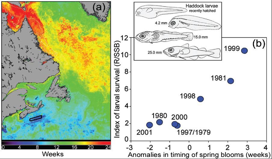 Haddock Fishery Timing of spring bloom & survival of larval fish (Platt et al. 2003).