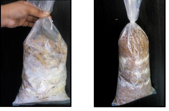 A single bag comprising only vegetable waste as substrate was also inoculated i.e. 100% VW. All the bags were closed tightly by using a thread without leaving much of head space.