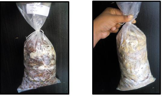 The bags were observed for mycelium growth and pin head formation [1]. Fig2. Packing of agro waste substrates (a)paddy straw (b)rice husk (c) wood shavings and (d)sugarcane bagasse Fig3.