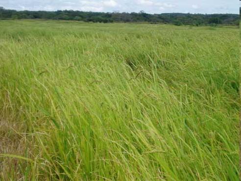 Weedy rice invades fields in the USA